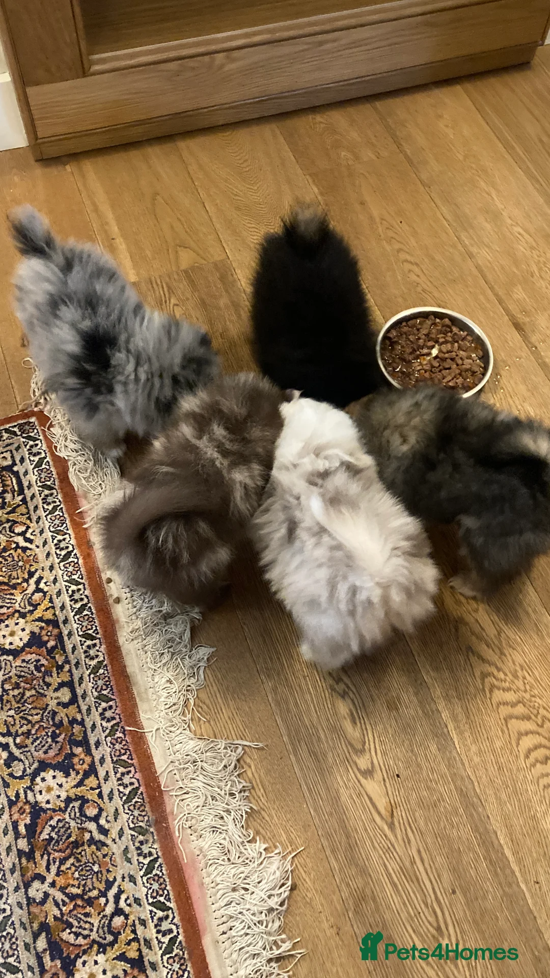 Pomeranian dogs for sale: Stunning litter of 6 Pomeranian Pups - Advert 3