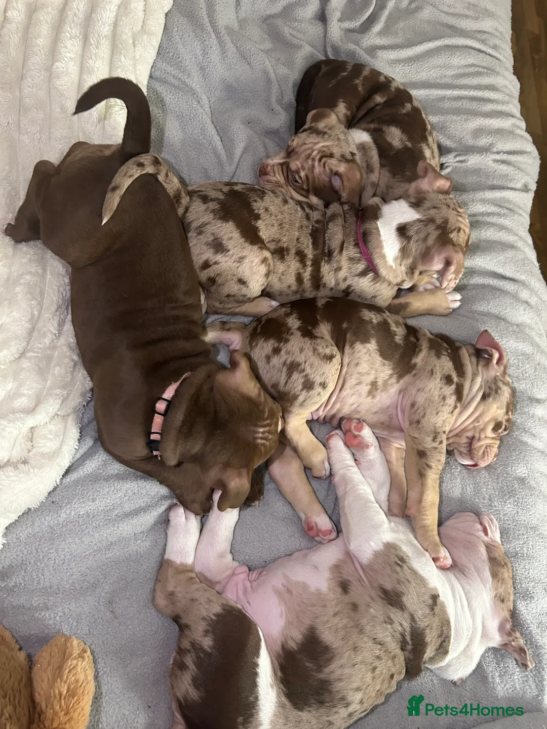 American Bully dogs for sale: 1 male and 3 female bully’s ready to go now!! - Advert 5