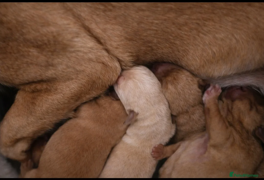 Labrador Retriever dogs for sale: Labrador litter - Advert 9