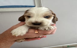 Cocker Spaniel dogs for sale: KC reg Cocker Spaniel Puppies, council licensed  - Image 15