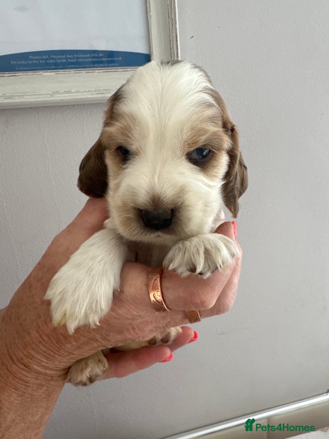 Cocker Spaniel dogs for sale: KC reg Cocker Spaniel Puppies, council licensed  - Image 15