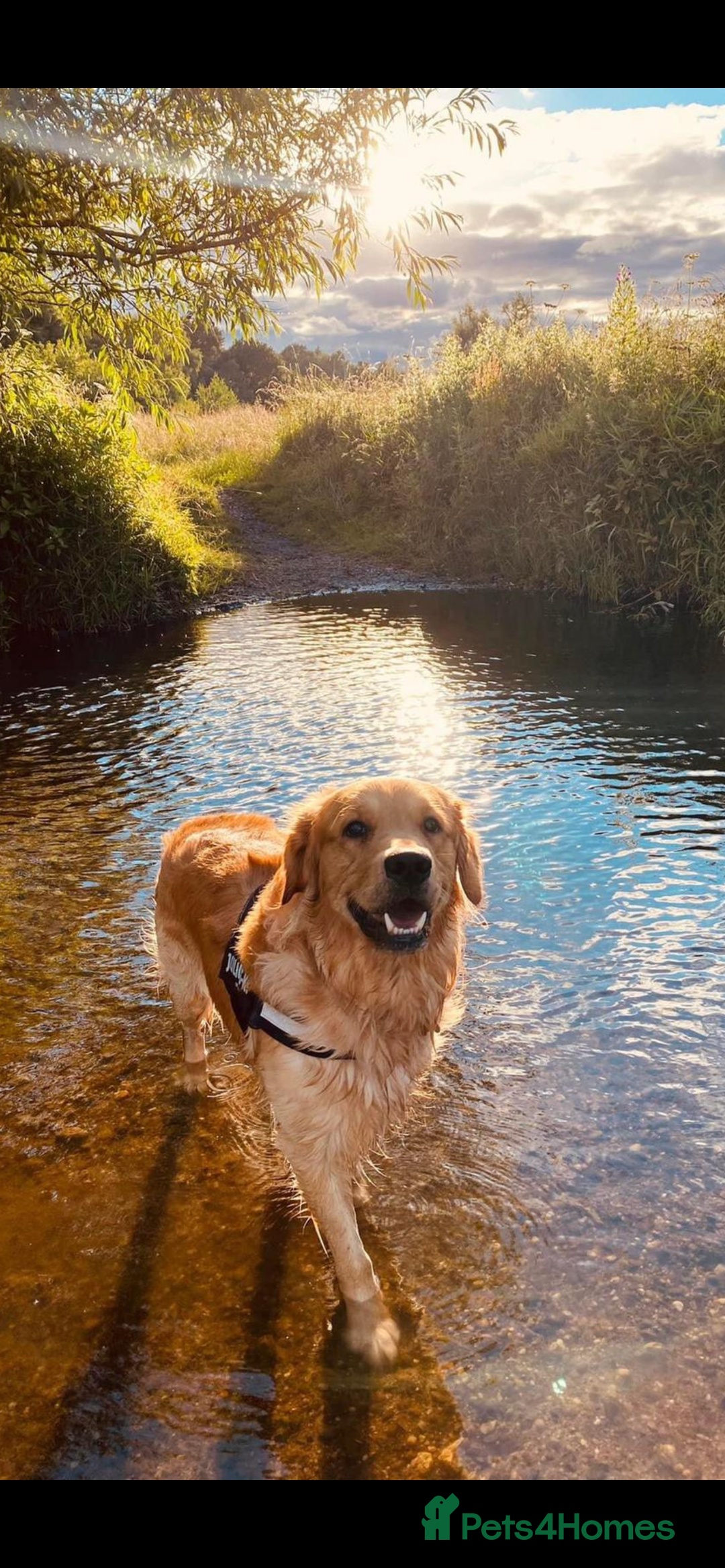 Golden Retriever dogs for stud: Very Experienced Golden retriever stud in Telford - Advert 3