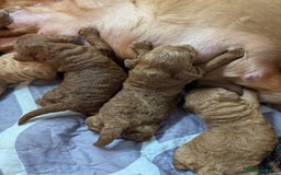 Cockapoo dogs for sale: Stunning F1 Show Toy Red Cockapoo puppies DNA ✔️ - Advert 16