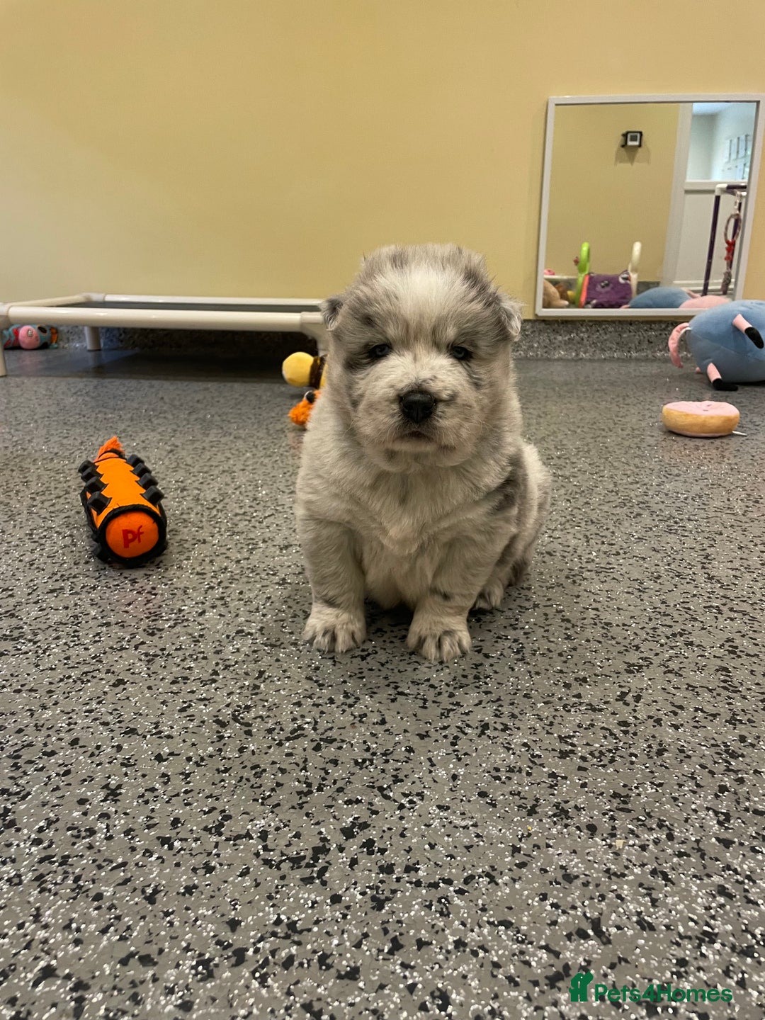 Mixed Breed dogs for sale: Genuine Chowski puppies  - Image 12