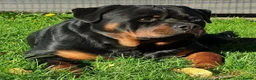 Rottweiler dogs for stud: Kc Registered, proven, health tested stud in Wisbech - Advert 3