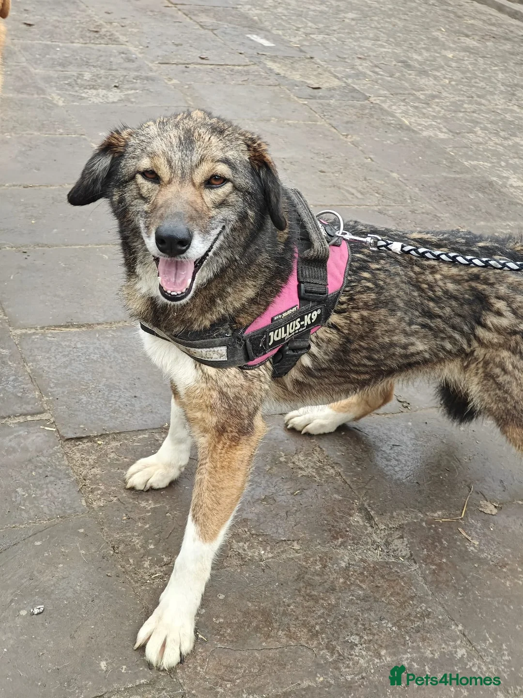 Mixed Breed dogs for adoption: ❤️🐶 BINKY – HER WHOLE LIFE IN WAITING 🐶❤️ in Oxford - Advert 2