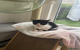 Domestic Shorthair cats for sale: 2 Male Kittens - Image 14