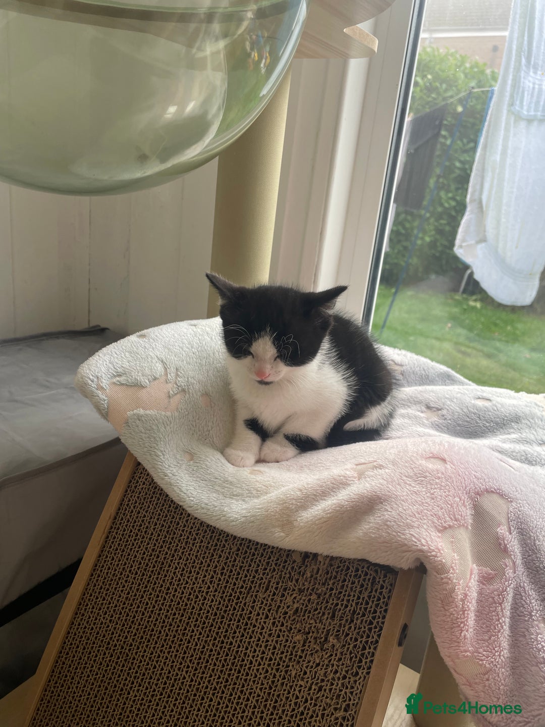 Domestic Shorthair cats for sale: 2 Male Kittens - Image 14