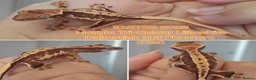 Gecko reptiles for sale: Juvinile Crested Geckos various morphs  - Advert 6