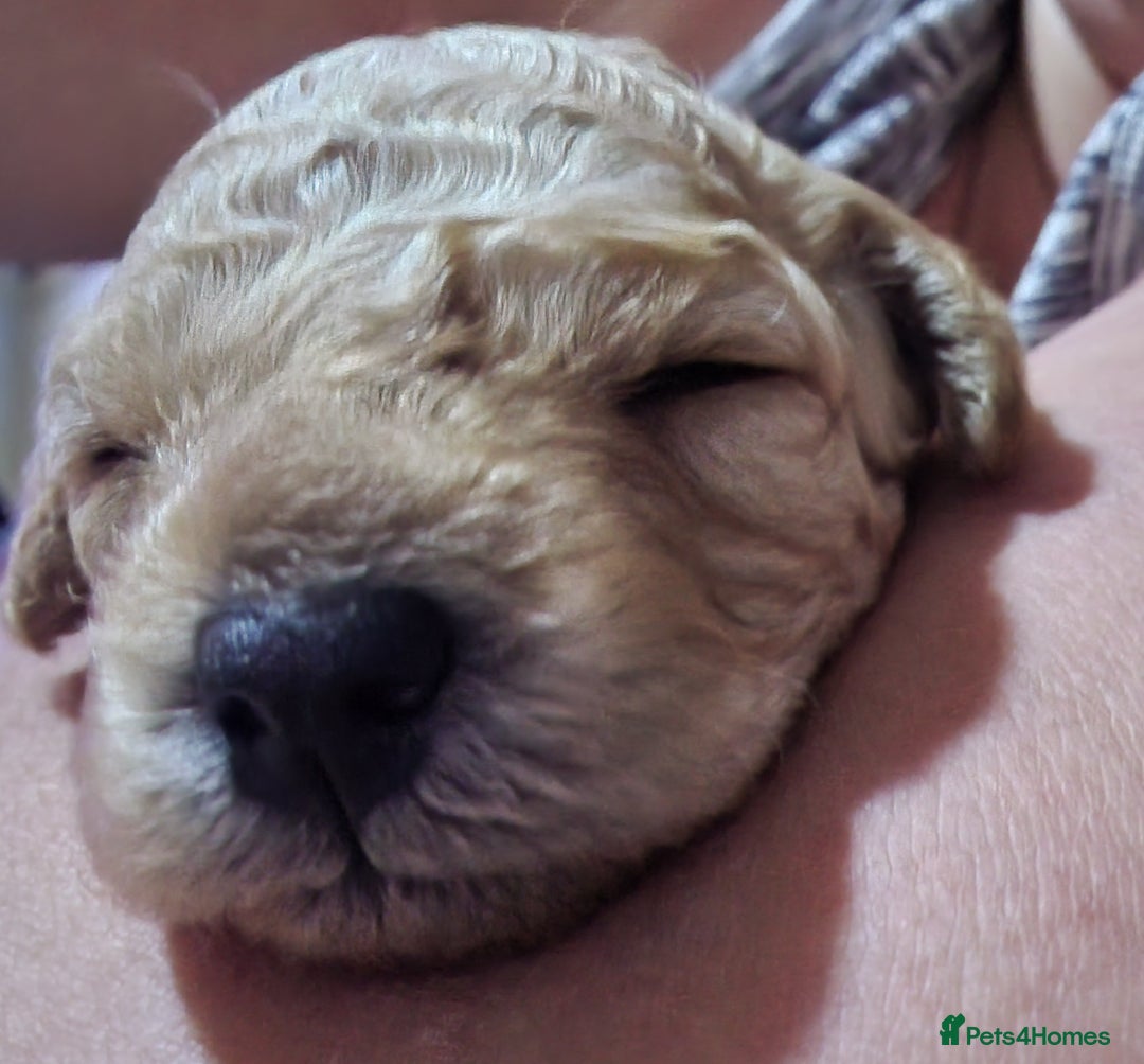 Poochon dogs for sale: Beautiful Poochon Puppies - Image 10