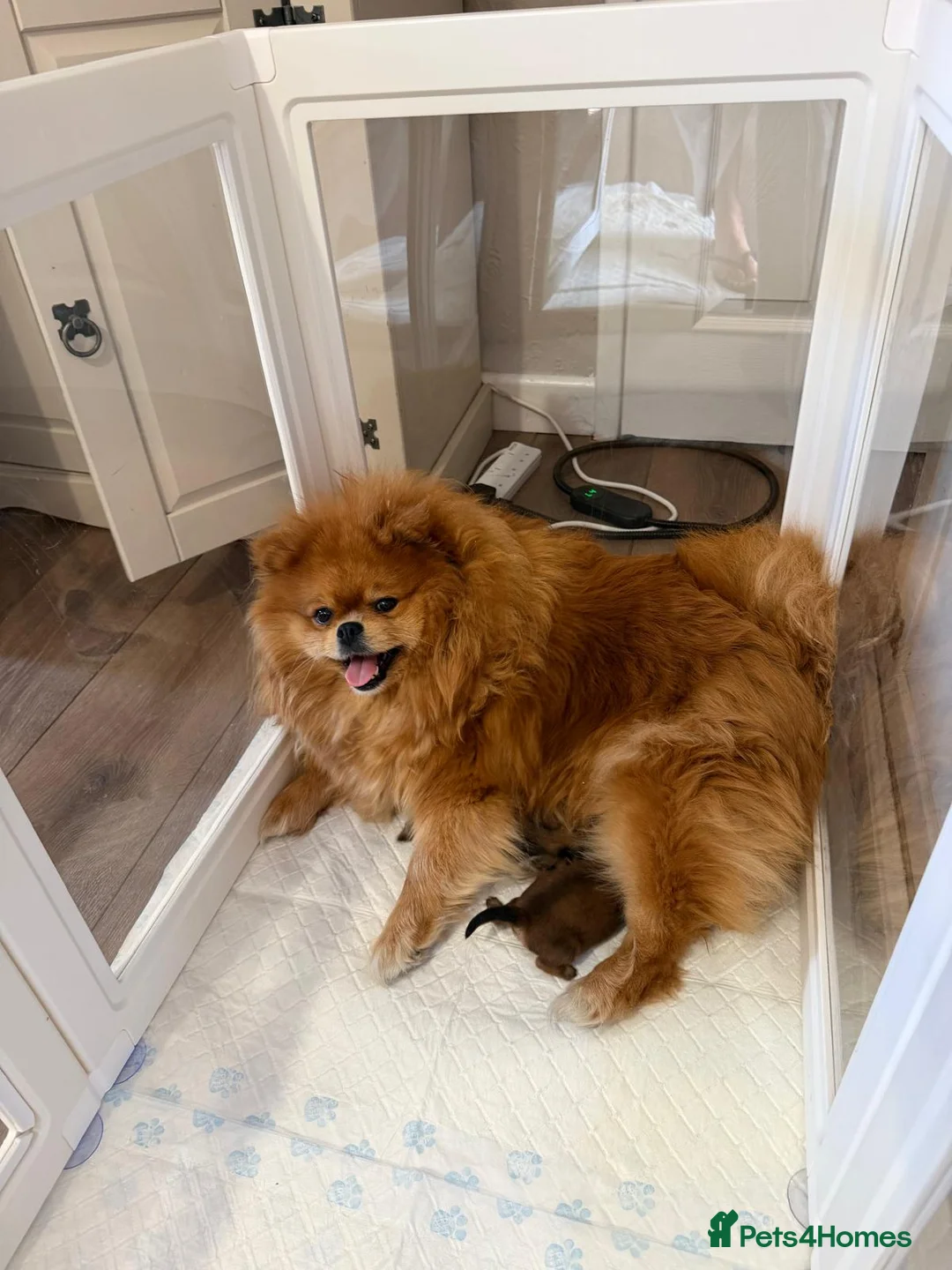 Pomeranian dogs for sale: pomeranian puppies - Advert 1