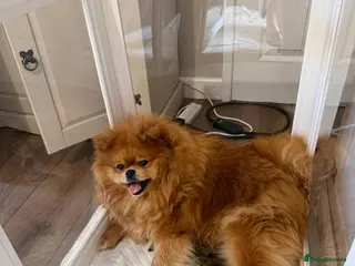 Pomeranian dogs pomeranian puppies - Advert 3