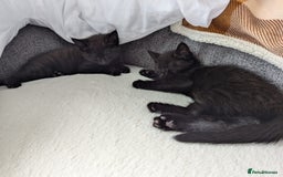 Mixed Breed cats for sale: 2 kittens 9 weeks old....Pumpkin and Boo - Image 3