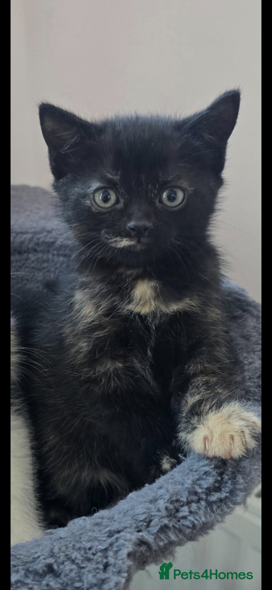 Mixed Breed cats for sale: Lovely girl kitten 😸 😍  - Advert 1