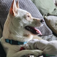 Mixed Breed dogs Leo wants a perfect home - Advert 14