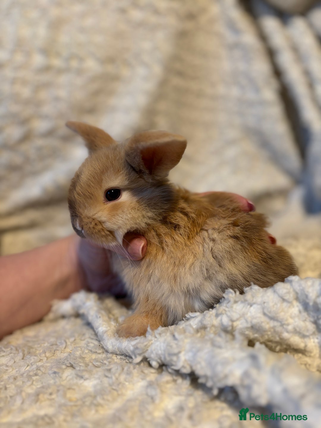 Mini Lop rabbits for sale: Mini lop babies 🫶🏻 ready to reserve ✨ - Image 2