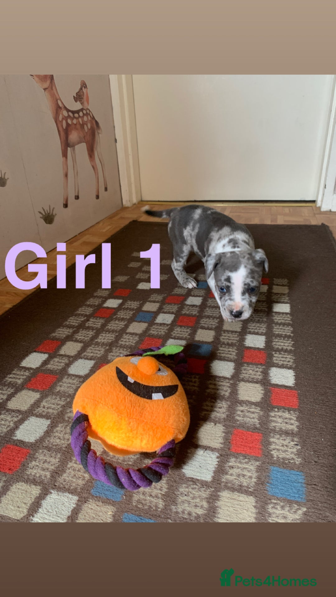 Staffordshire Bull Terrier dogs for sale: RARE BLUE MERLE STAFFORDSHIRE BULL TERRIER PUPPIES - Image 6