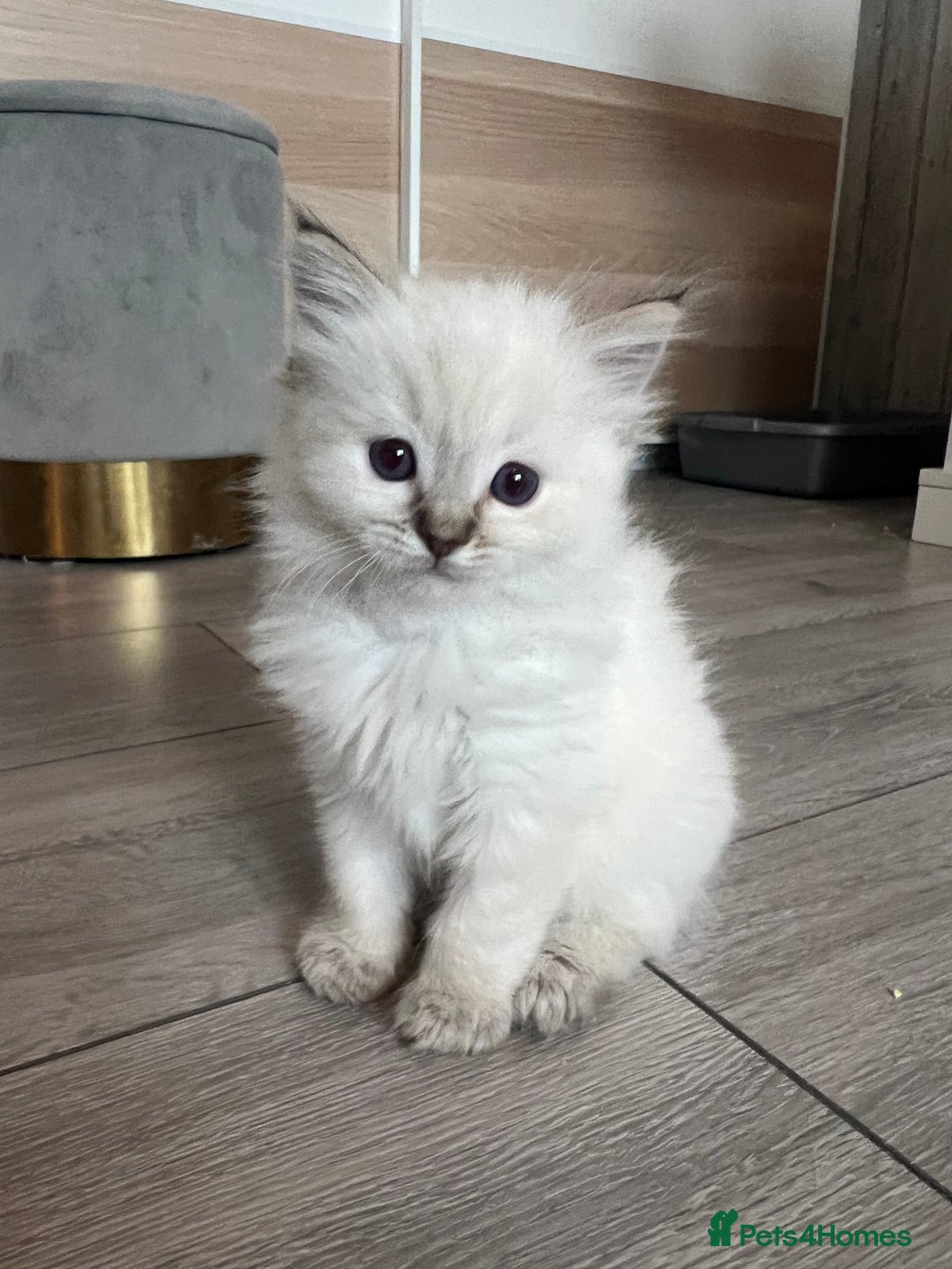 Ragdoll cats for sale: GCCF Ragdoll kittens for sale - Advert 20