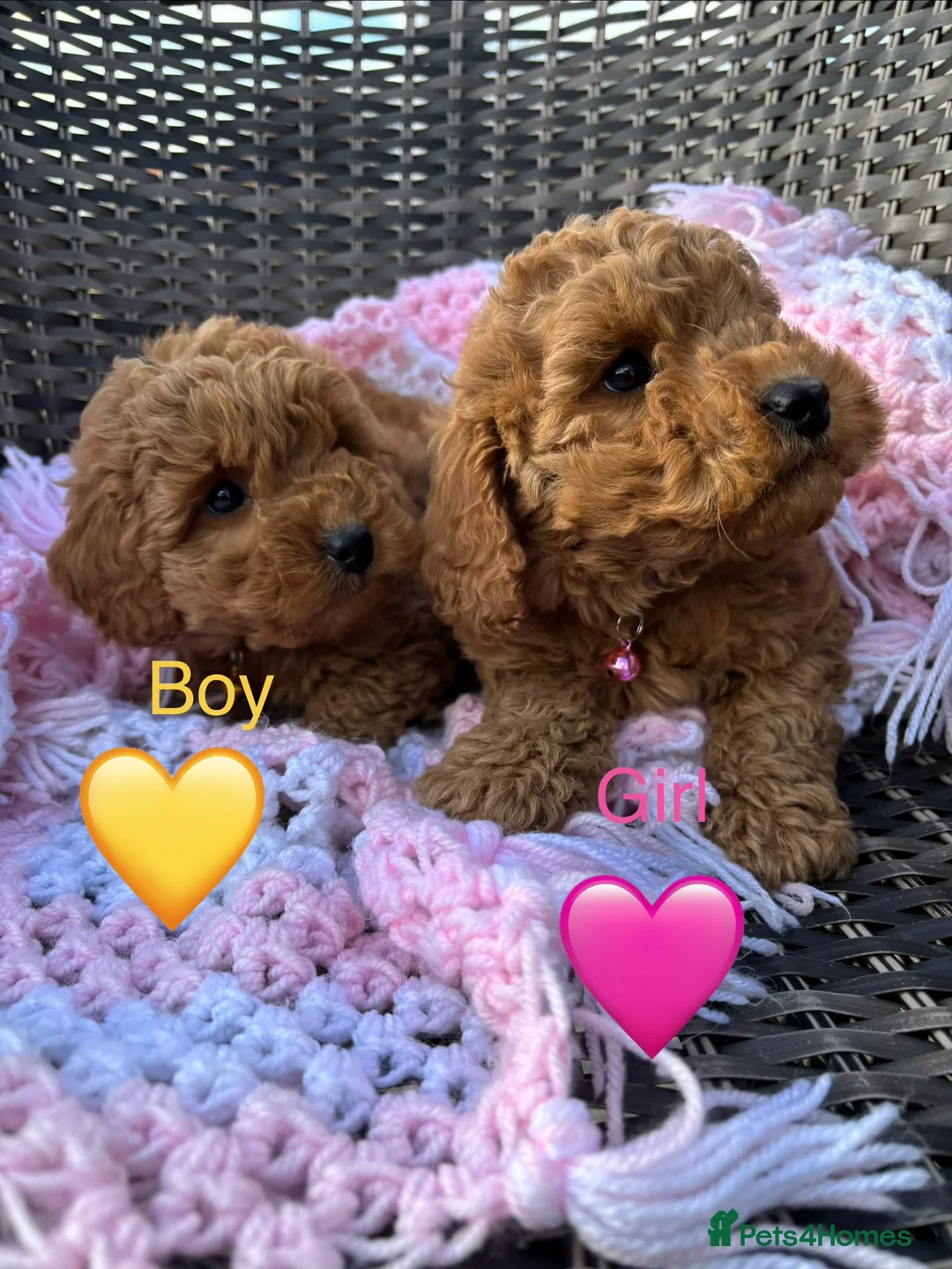 Mixed Breed dogs for sale: cockapoo  - Advert 7