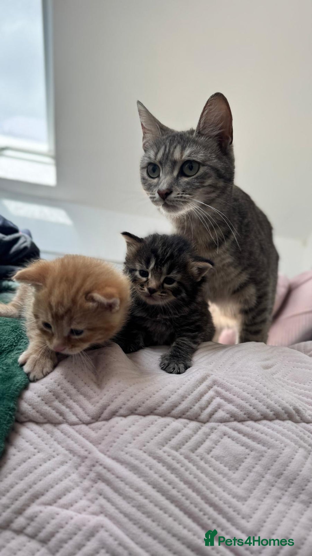 Mixed Breed cats for sale: Kittens - Image 2