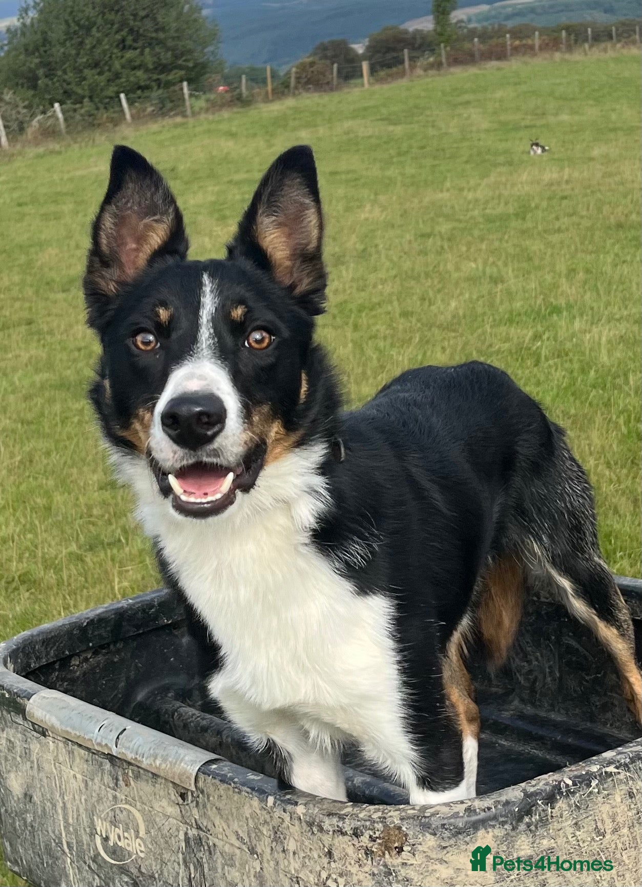 Border Collie dogs Pentir Jock - Advert 10