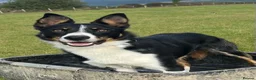 Border Collie dogs for sale: Pentir Jock - Advert 1