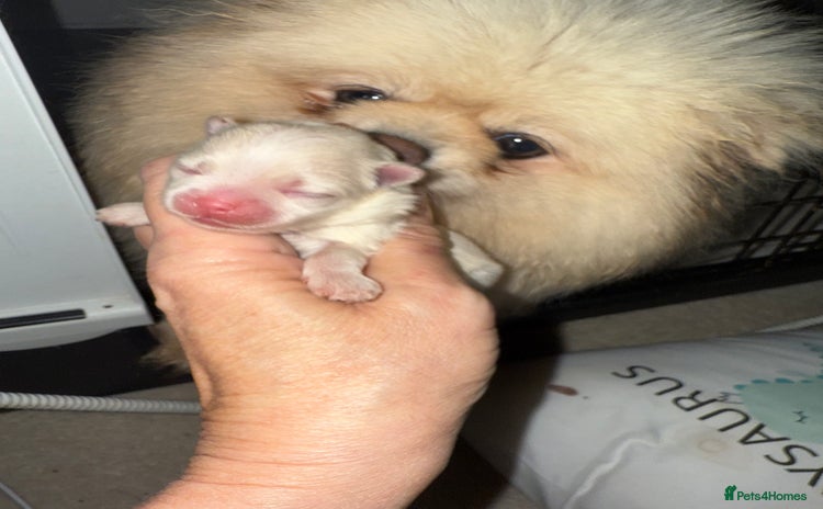 Pomeranian dogs Kc white/cream Boy Pomeranian  - Advert 1