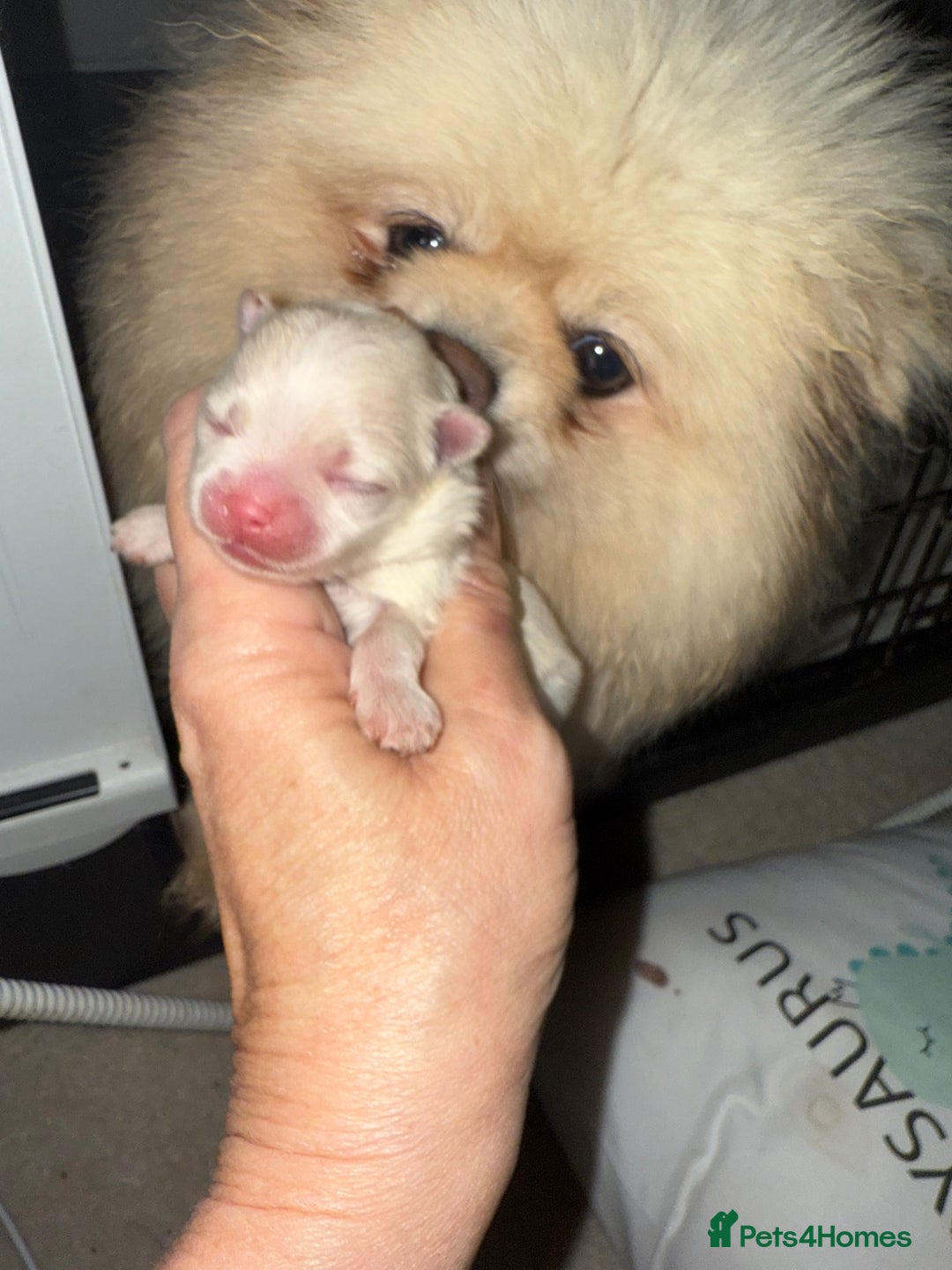 Pomeranian dogs for sale: Kc white/cream Boy Pomeranian  - Advert 1