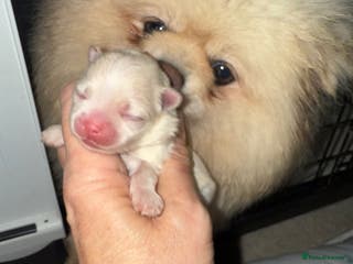 Pomeranian dogs Kc white/cream Boy Pomeranian - Advert 10