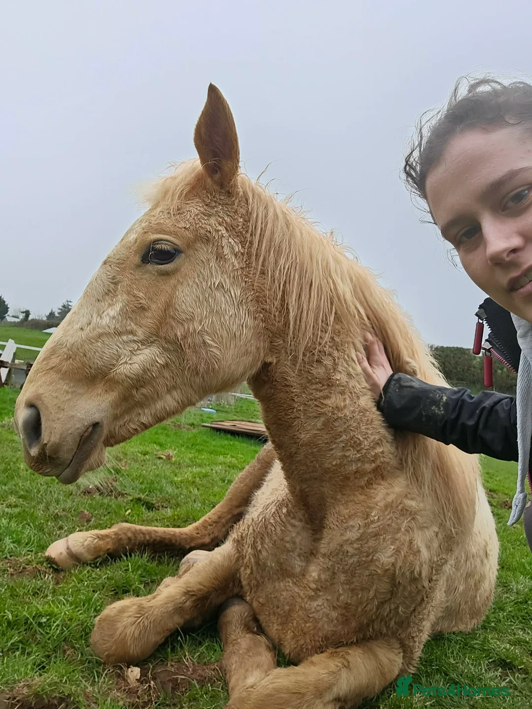 English Thoroughbred horses for sale: AVS Golden Pearl in Okehampton - Advert 2