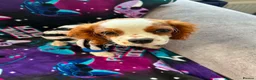 Cavalier King Charles Spaniel dogs for sale: King Charles cavalier  in Newcastle upon Tyne - Advert 1