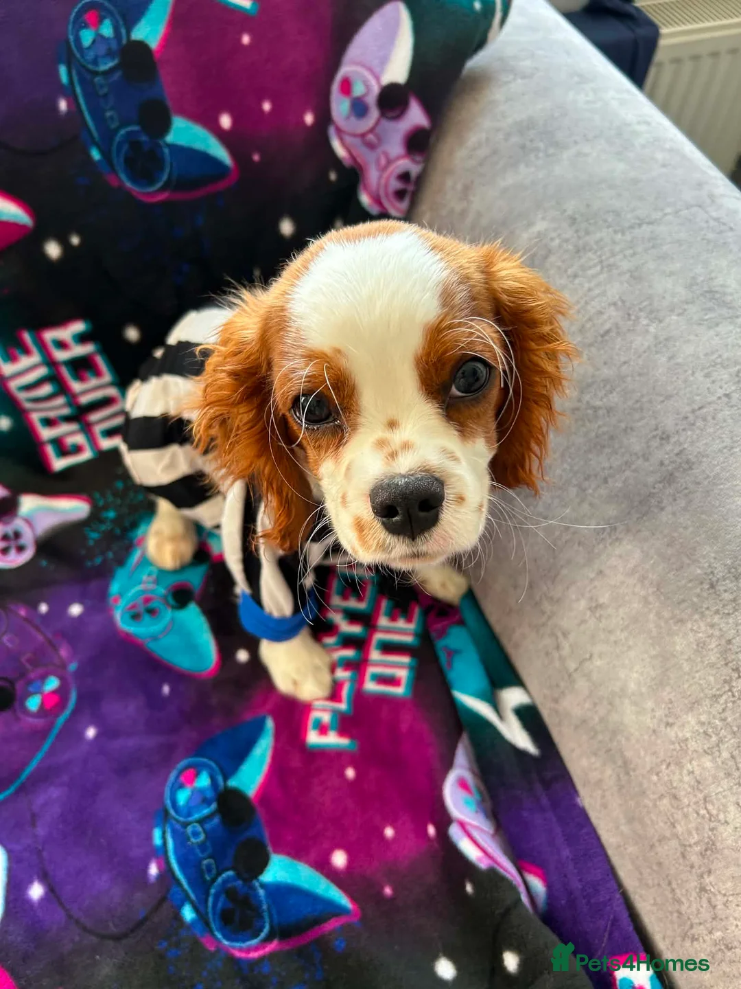 Cavalier King Charles Spaniel dogs for sale: King Charles cavalier  in Newcastle upon Tyne - Advert 1