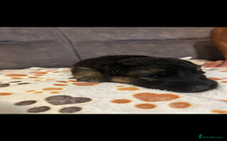 German Shepherd dogs for sale: Kc-registered German shepards puppies for sale - Image 9