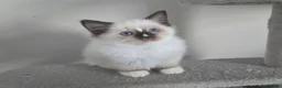 Ragdoll cats for sale: Gorgeous mitted Ragdoll girls - Advert 8