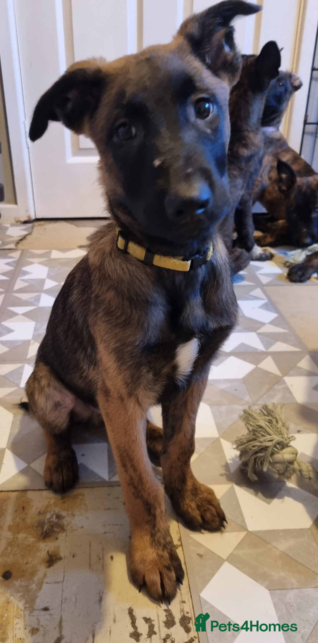 Belgian Shepherd Dog dogs for sale: READY TO GO Mother is Dutch Herder x Malinois  - Advert 11