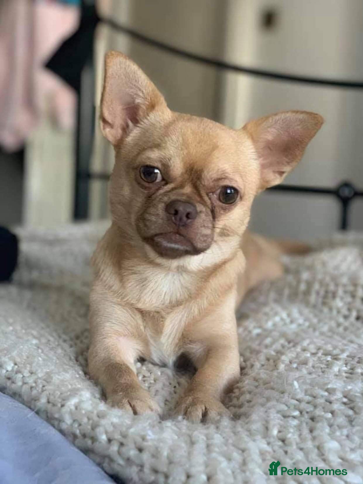 Chihuahua dogs Apple head chihuahua  - Advert 11