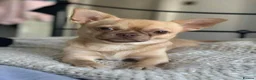 Chihuahua dogs for stud: Apple head chihuahua  - Advert 6
