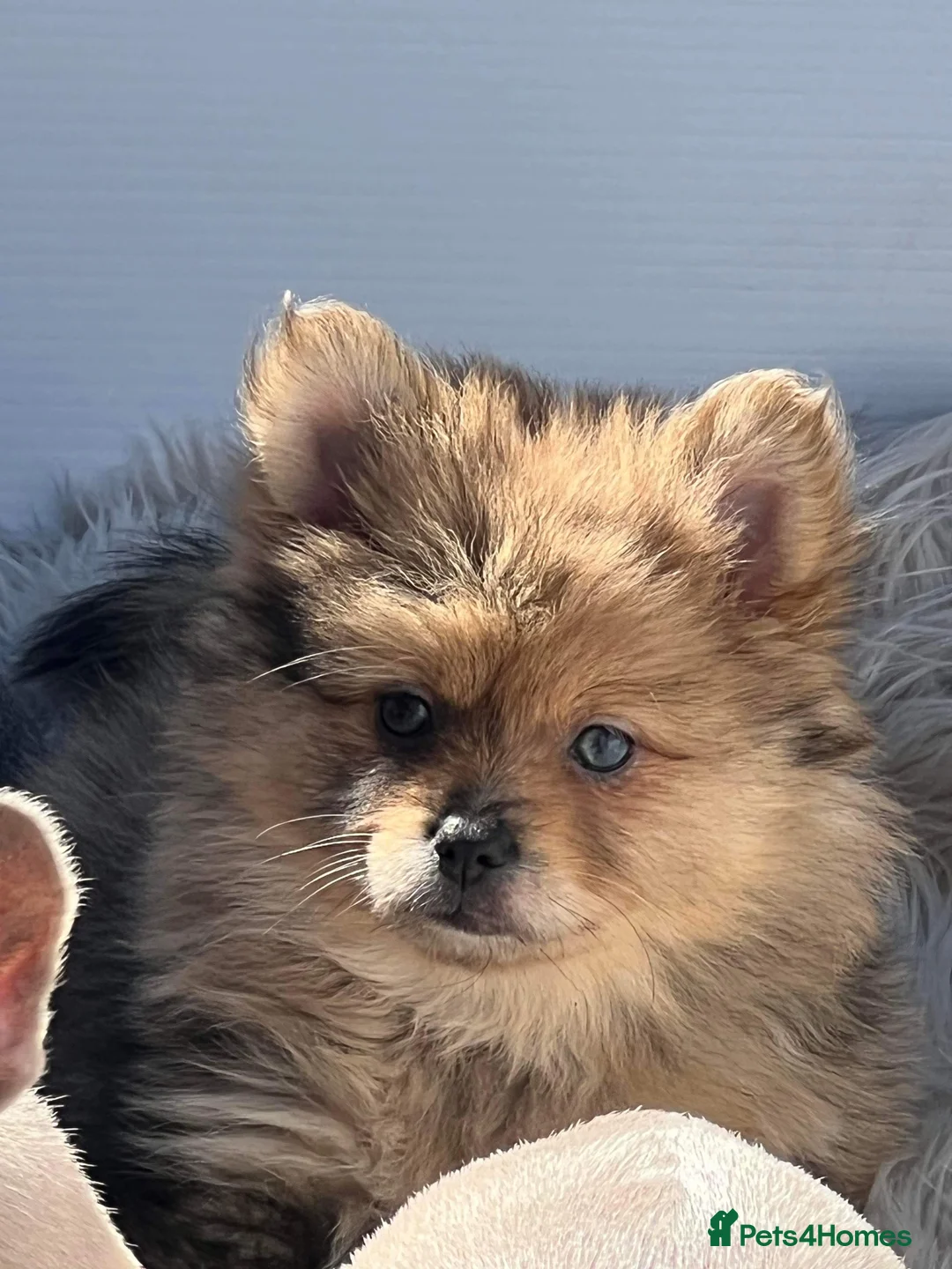 Pomeranian dogs for stud: STUD Chocolate and Tan Merle Blue Eyes Puppy Size in Guildford - Advert 35