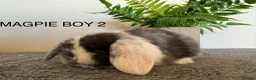Mini Lop rabbits for sale: ☀️MAGPIE MINI LOPS☀️ - Advert 10