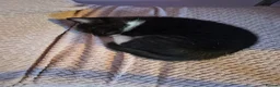 Mixed Breed cats for sale: 3 kittens for sale  - Advert 8