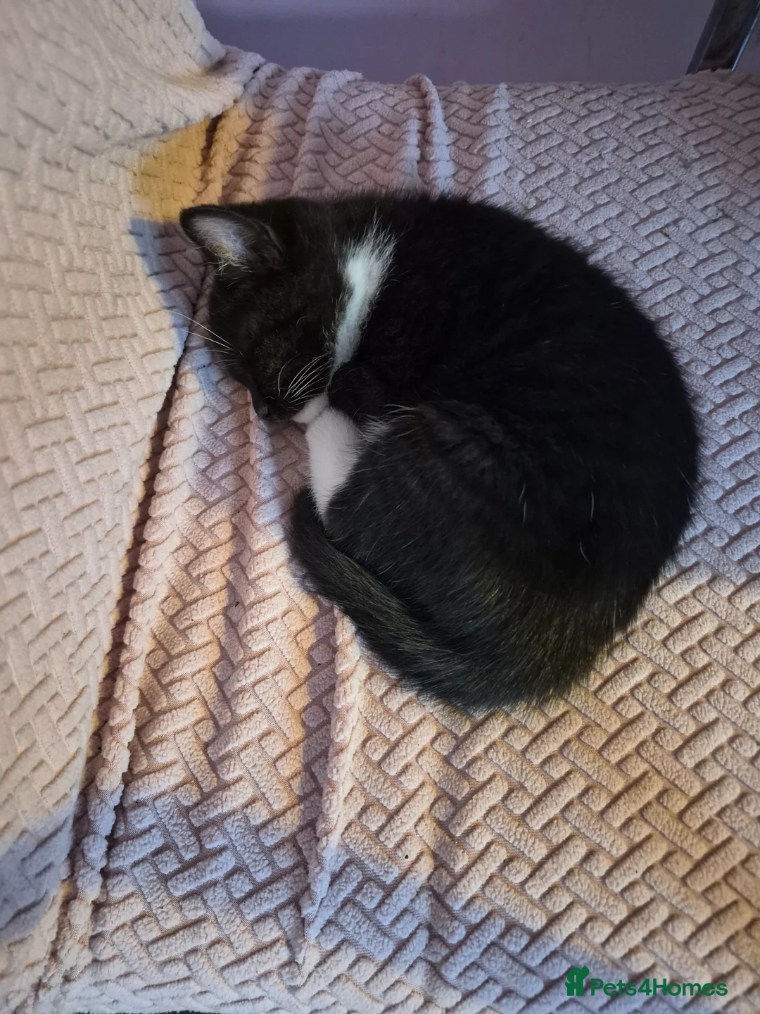Mixed Breed cats for sale: 3 kittens for sale  - Advert 8