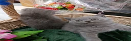 British Shorthair cats for sale: Beautiful kittens - Advert 8