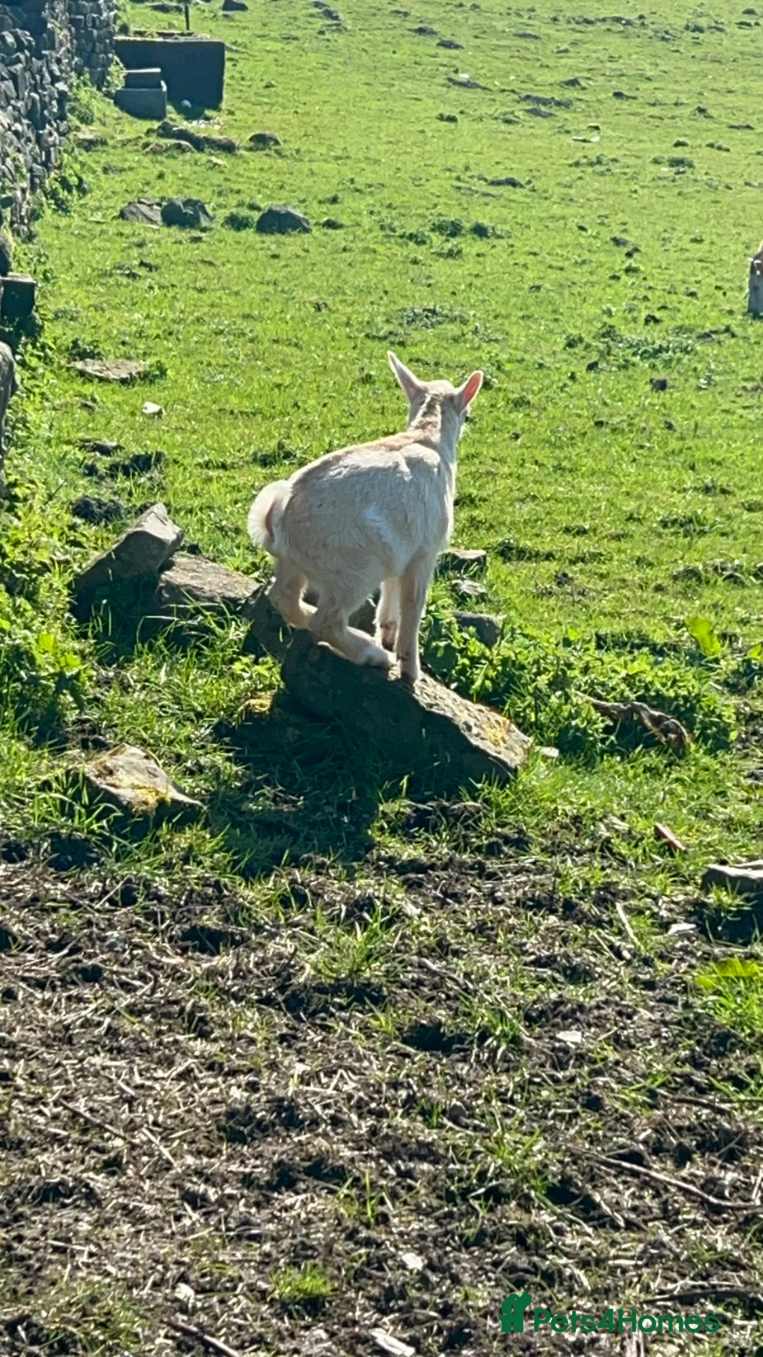 Goats livestock for sale: Pygmy x dairy  - Advert 2