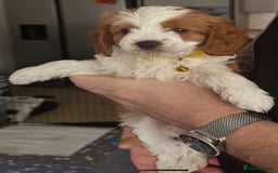 Cavapoo dogs for sale: Beautiful Cavapoo F2 puppies  for sale - Image 20