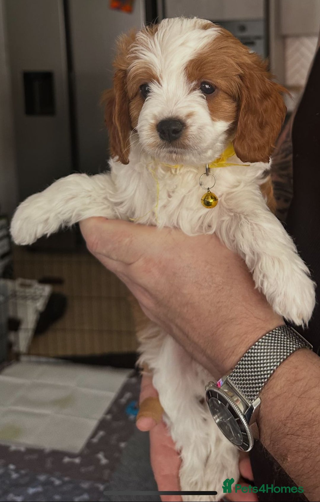Cavapoo dogs for sale: Beautiful Cavapoo F2 puppies  for sale - Image 20