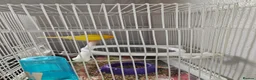 Canaries birds for sale: 1 year old boy canary in Stoke-on-Trent - Advert 5