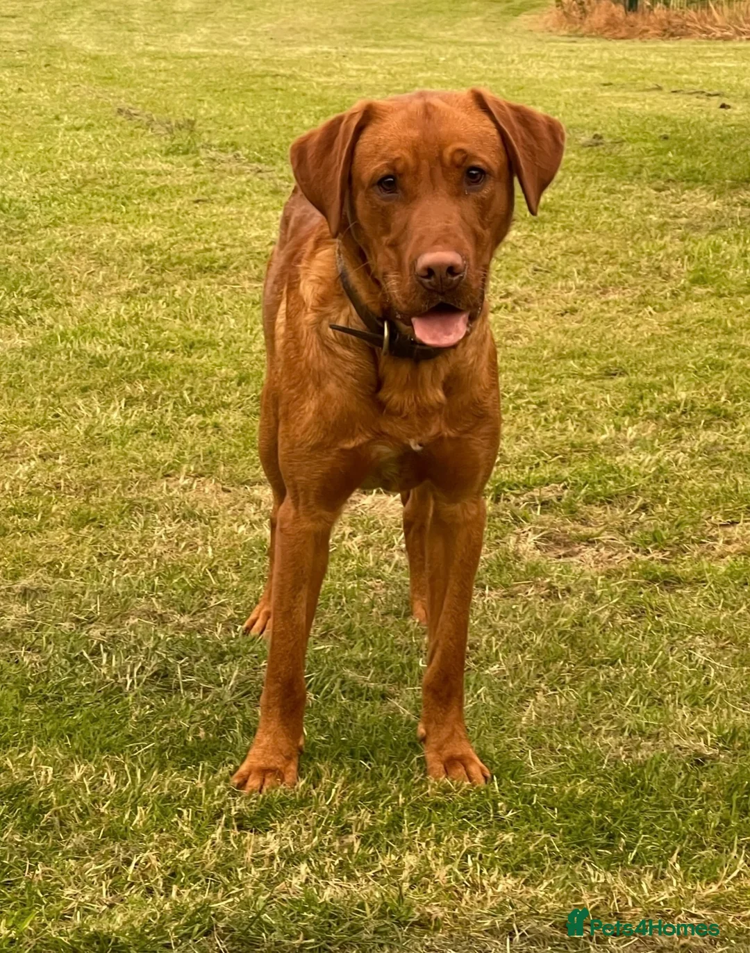 Labrador Retriever dogs for sale: Exceptional Quality KC Fox Red Labrador puppies - Advert 6