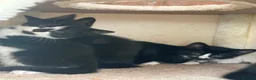 Mixed Breed cats for sale: Kittens  - Advert 7