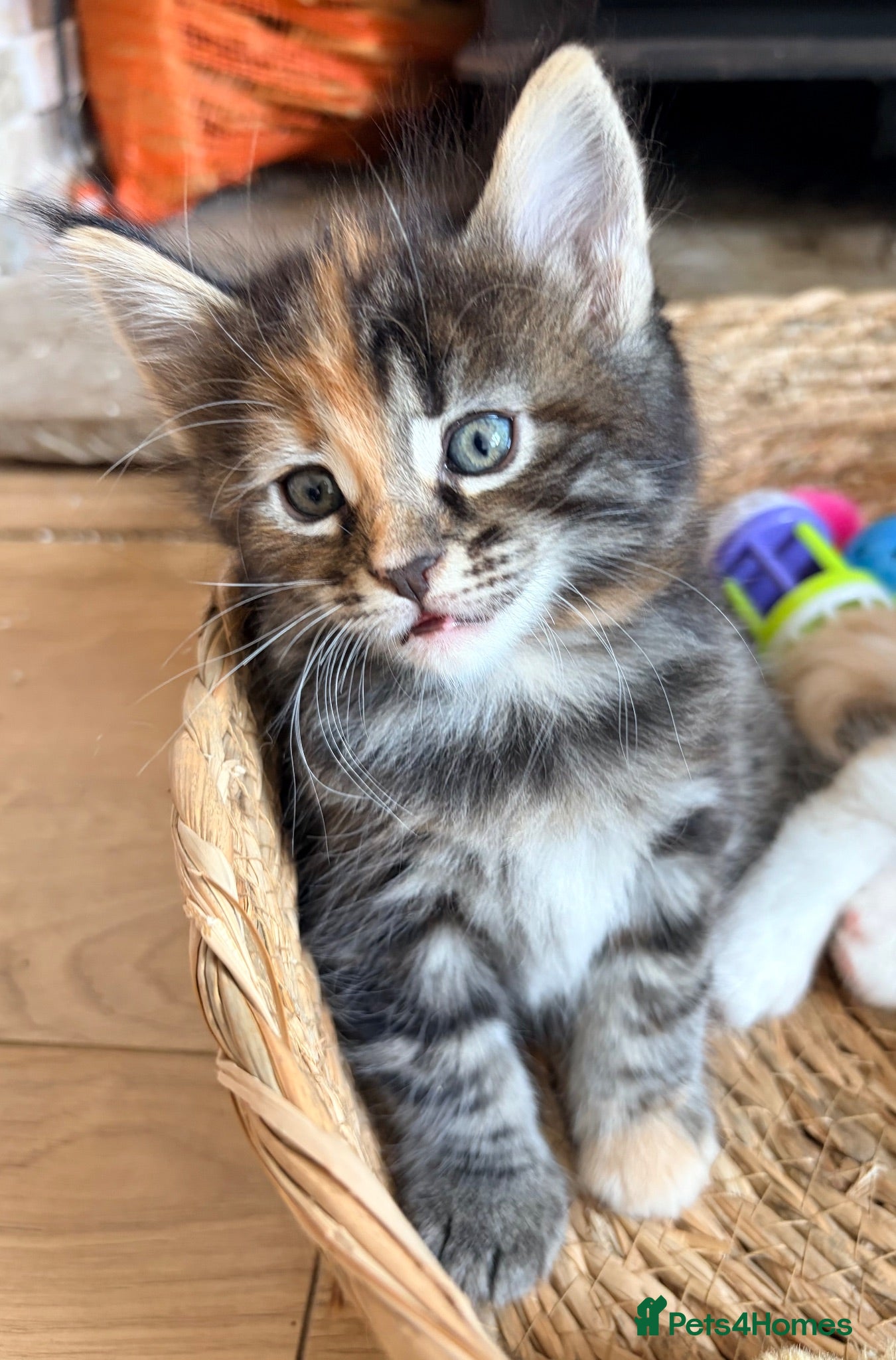 Maine Coon cats Maine coon kittens ready to reserve  - Advert 1