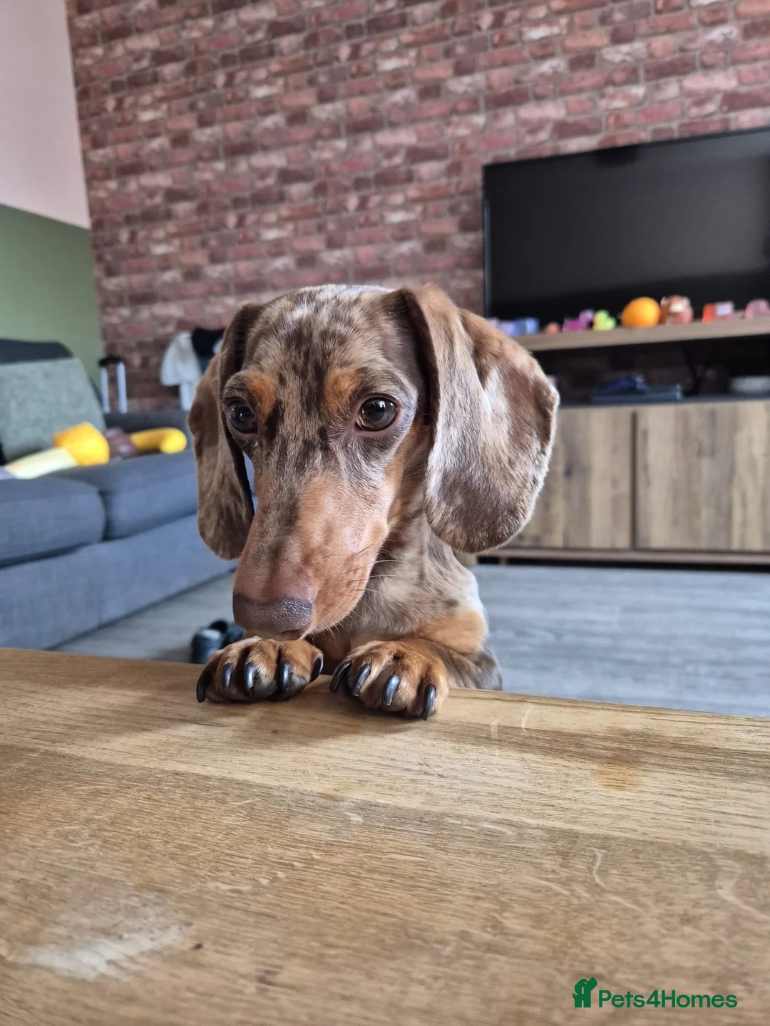 Dachshund dogs for sale: Miniature chocolate dapple boy  in Leicester - Advert 2
